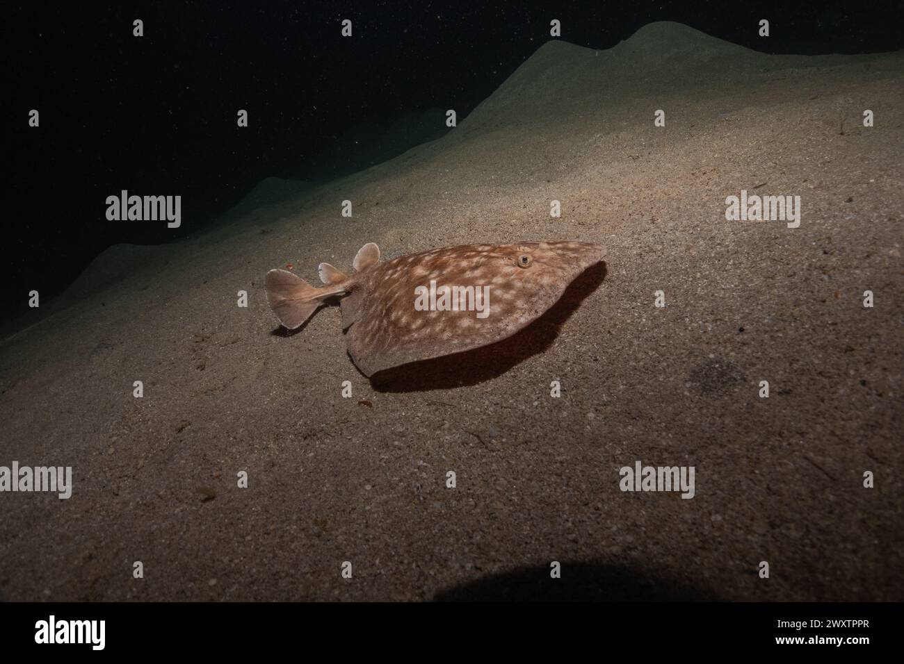 Torpedo sinuspersici On the seabed  in the Red Sea, Israel Stock Photo