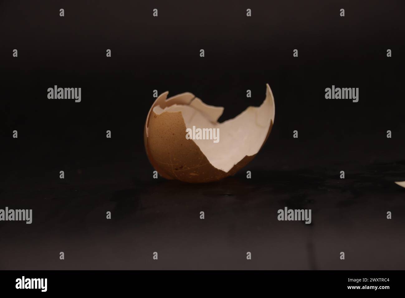 Egg Shell 7 Stock Photo