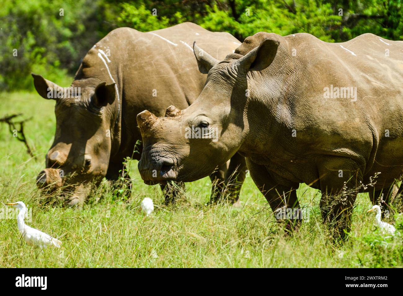 White Rhinoceros and little cattle egret bird symbiotic relationship in a nature reserve in South Africa Stock Photo