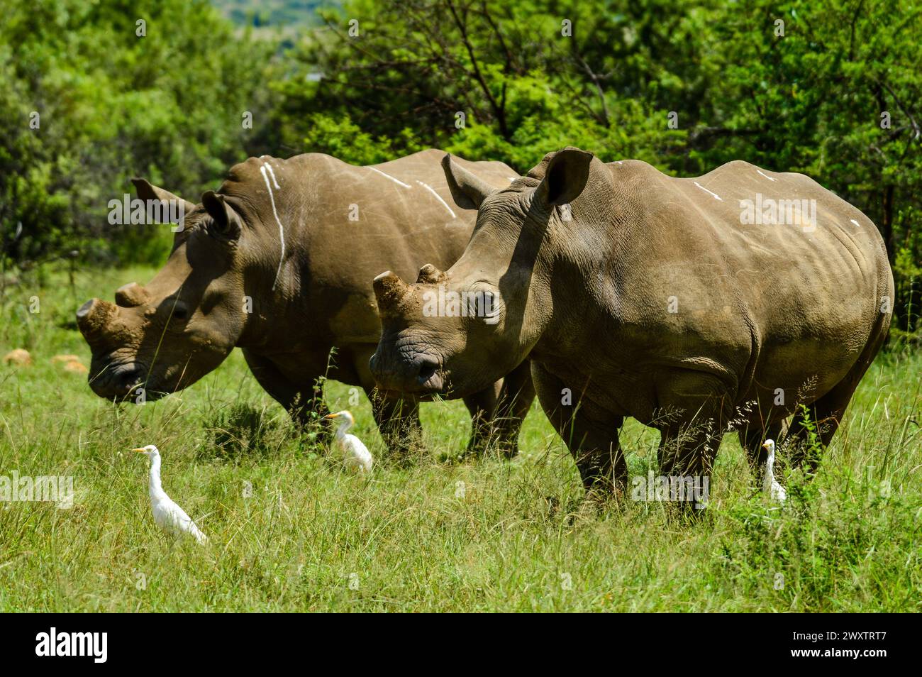 White Rhinoceros and little cattle egret bird symbiotic relationship in a nature reserve in South Africa Stock Photo