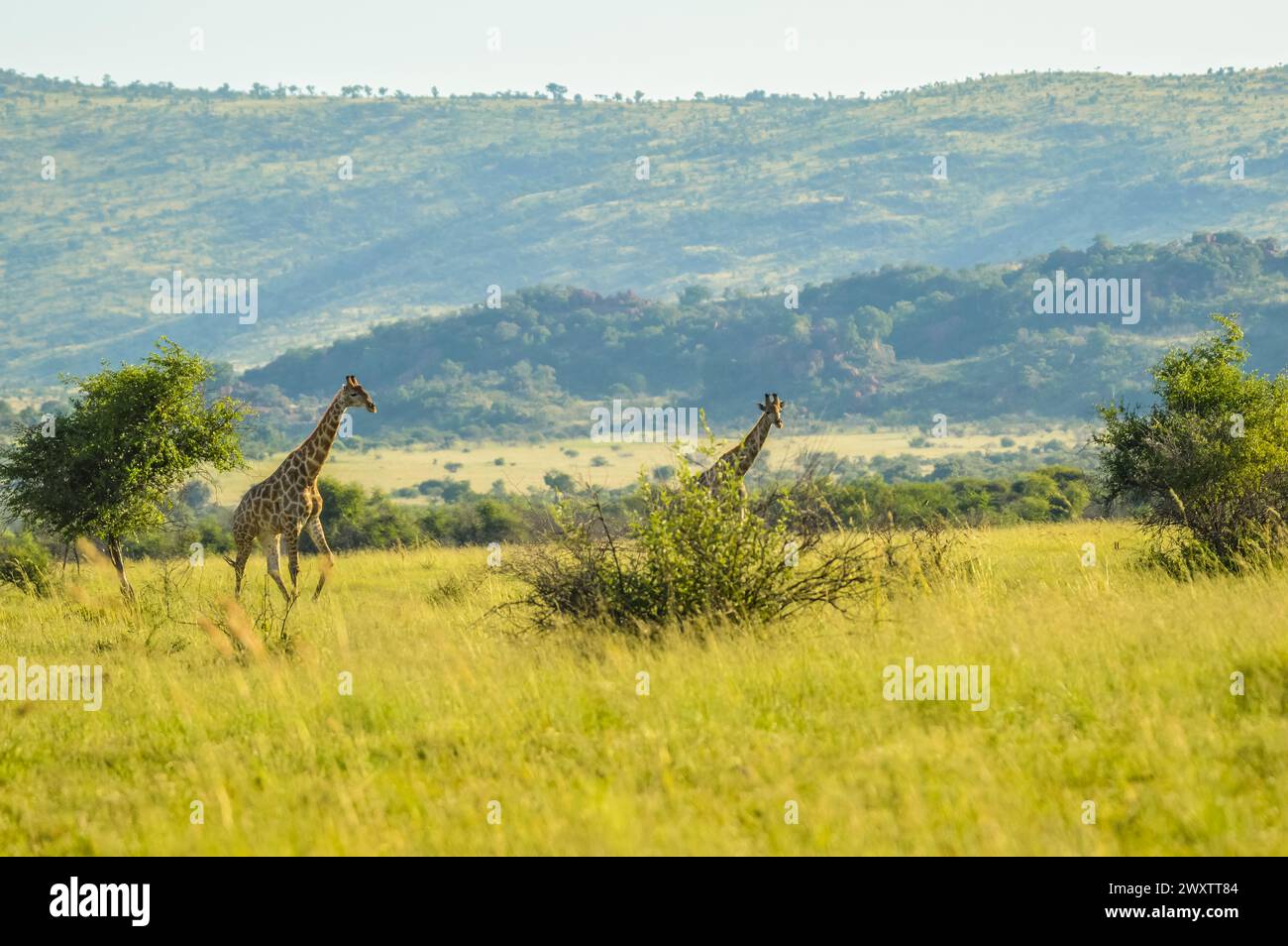 Authentic true South African safari experience in bushveld in a nature ...