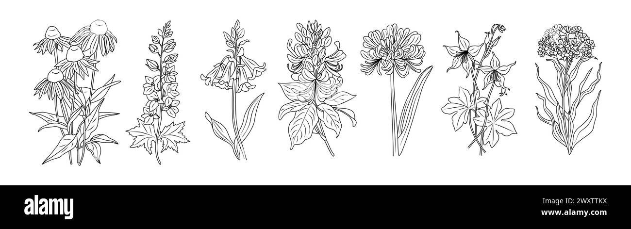 Set of wild flowers line art vector illustrations. Stock Vector