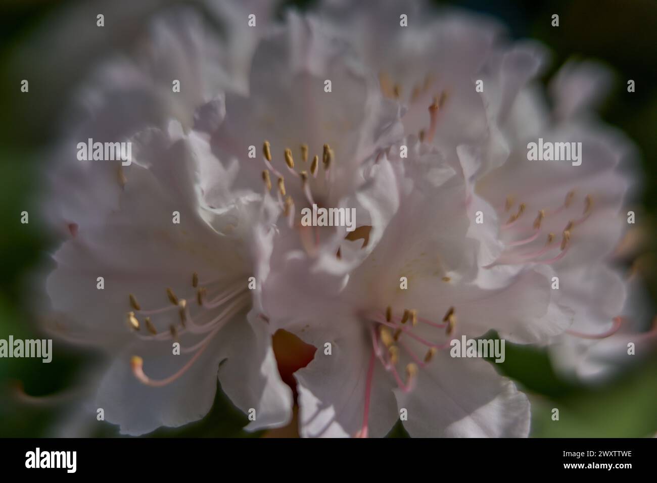 spring rhododendron blossom close up Stock Photo - Alamy