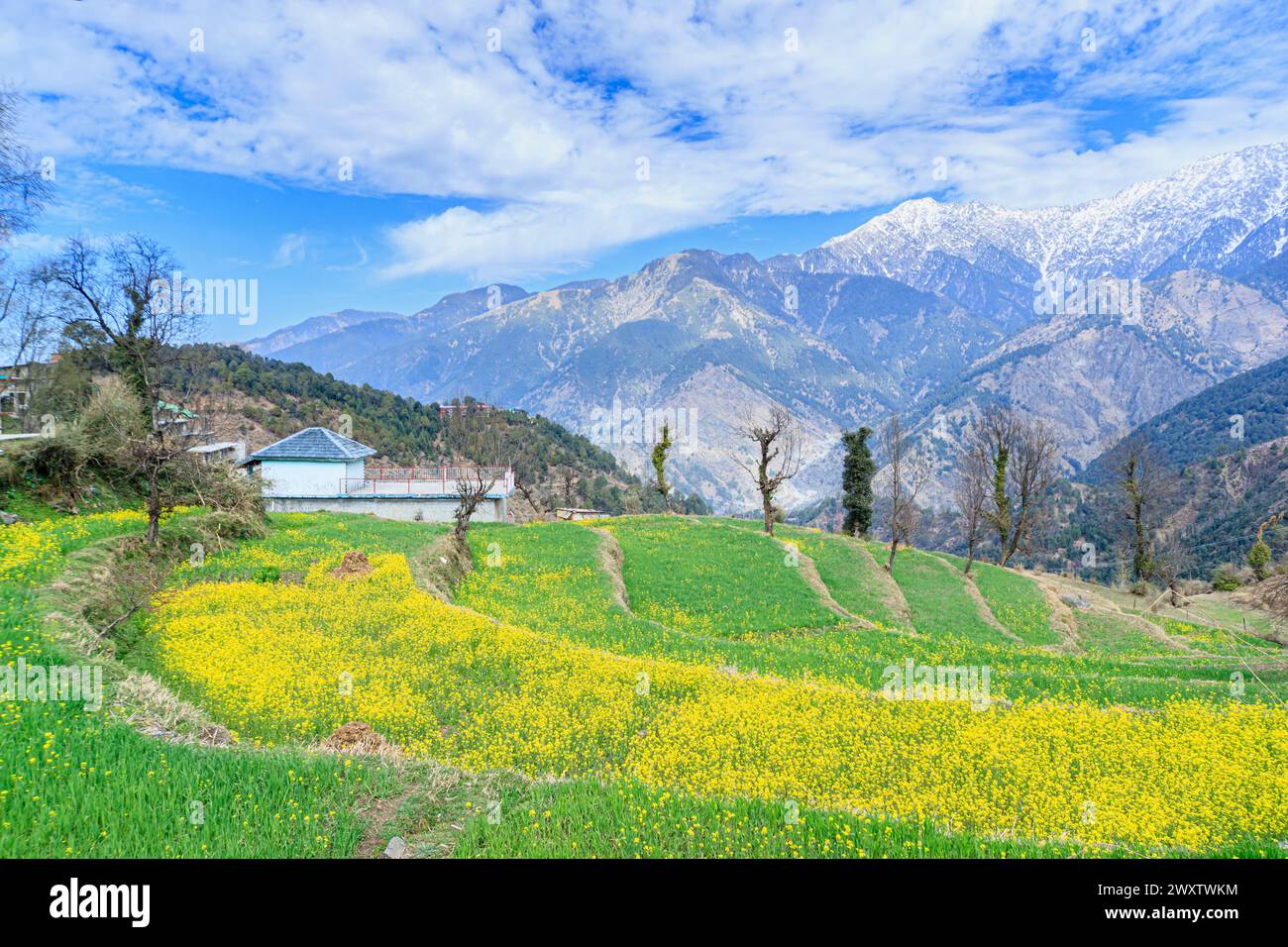 Panoramic view from Naddi View Point over flower-filled terraced fields to the massive picturesque snow-capped Himalayan Dhauladhar Range mountains Stock Photo