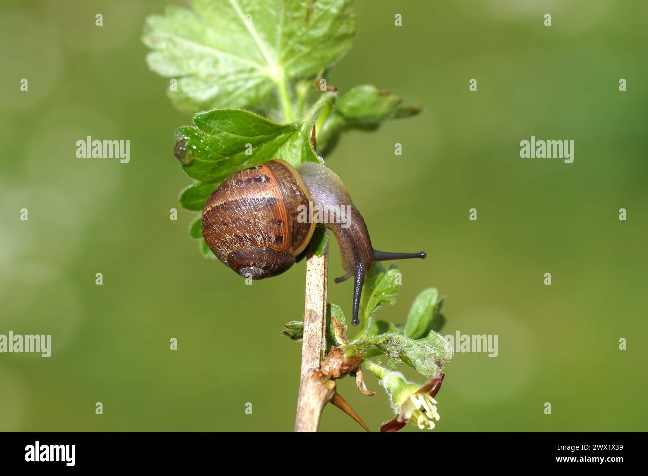 Garden snail (Cornu aspersum) crawling on a twig of a flowering European gooseberry (Ribes uva-crispa). Family Grossulariaceae. Dutch garden. Spring, Stock Photo