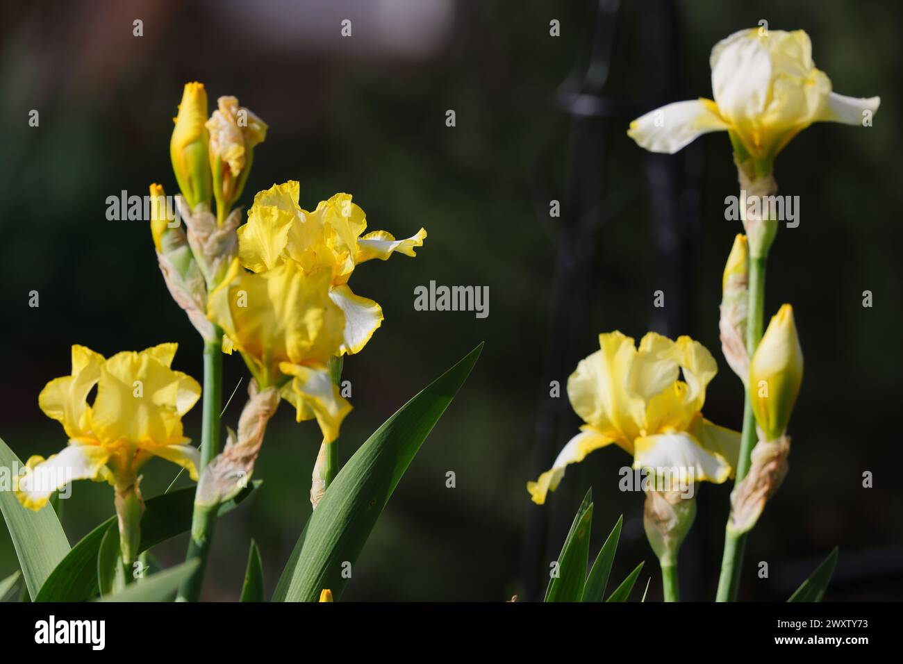 The vibrant yellow irises in full bloom Stock Photo