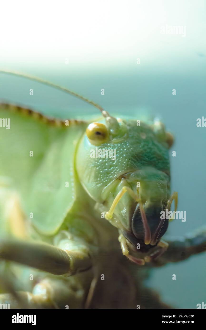 Extremely close up view hi-res stock photography and images - Alamy