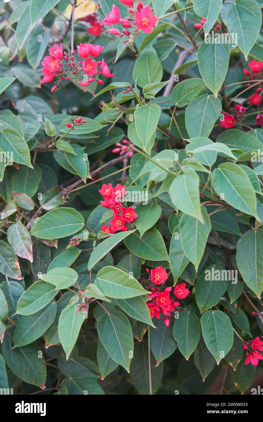 Vibrant Jatropha integerrima flowers with bright red petals among green leaves Stock Photo