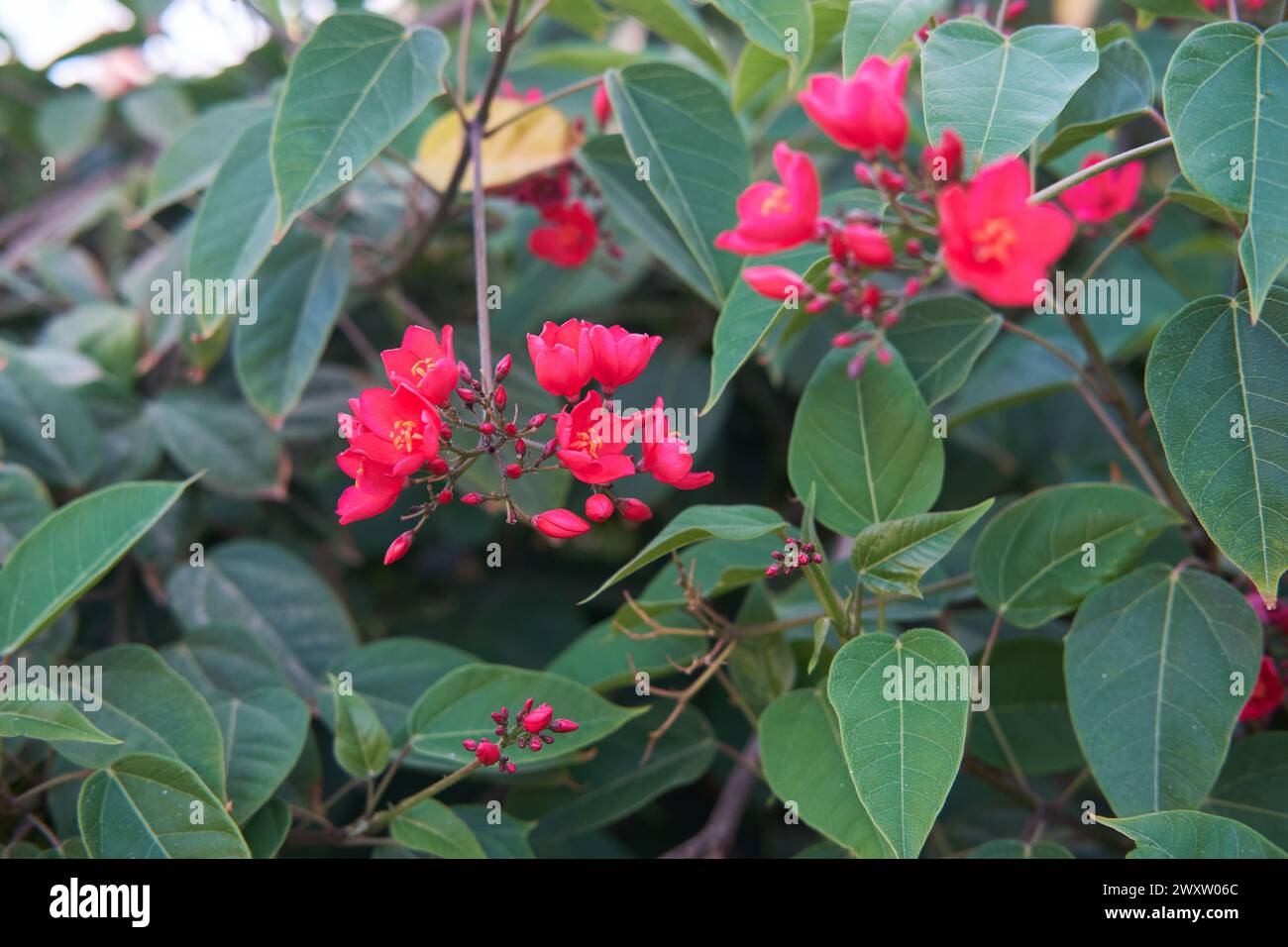 Vibrant Jatropha integerrima flowers with bright red petals among green leaves Stock Photo
