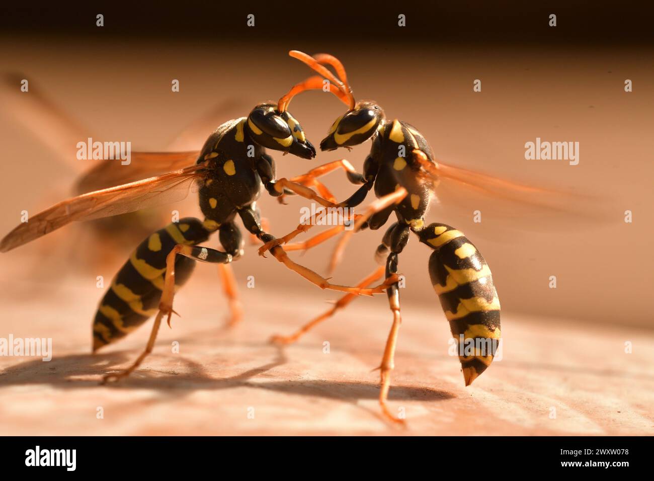 Wasp Riding Another Insect Larva yellow jacket wasp hi-res stock photography and images - Alamy