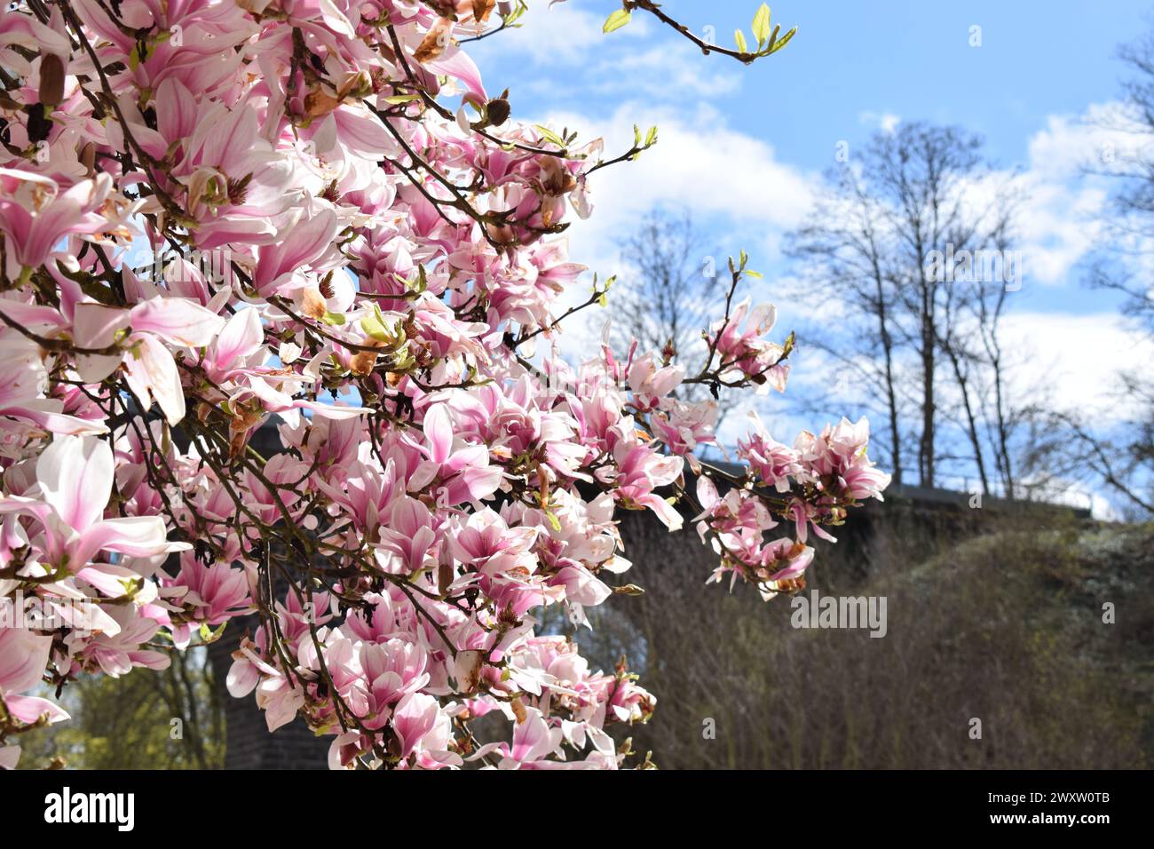 Old magnolia tree hi-res stock photography and images - Alamy