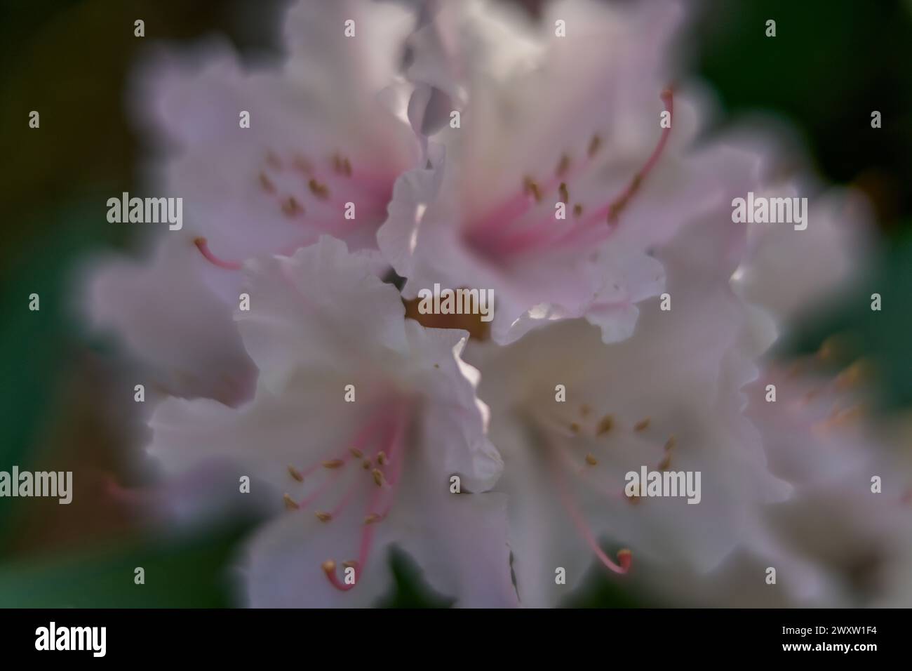 spring rhododendron blossom close up Stock Photo - Alamy