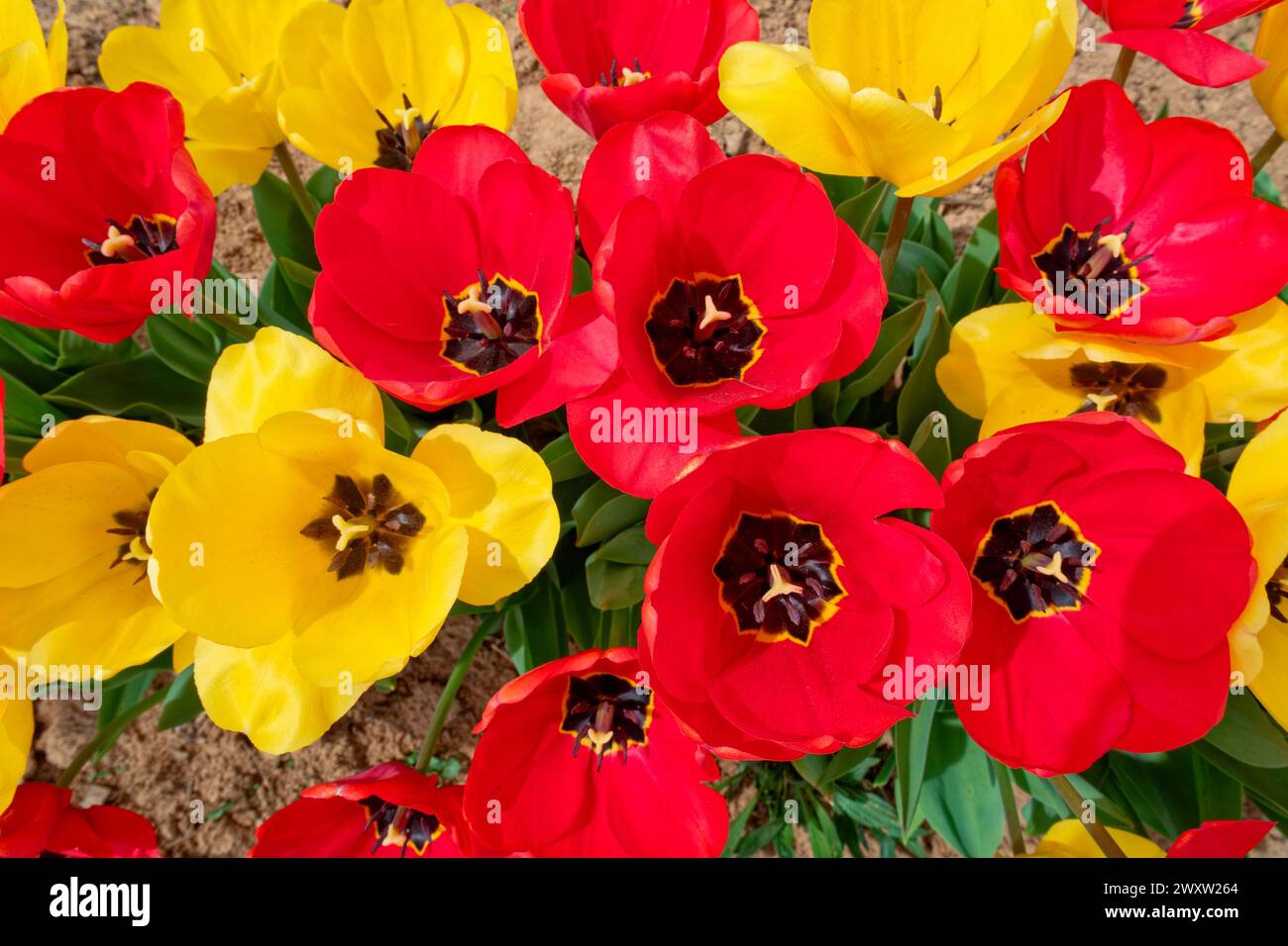 Looking down into opened red and yellow tulip flowers with foliage on the bottom growing from the ground closeup view for backgrounds wallpaper and ba Stock Photo