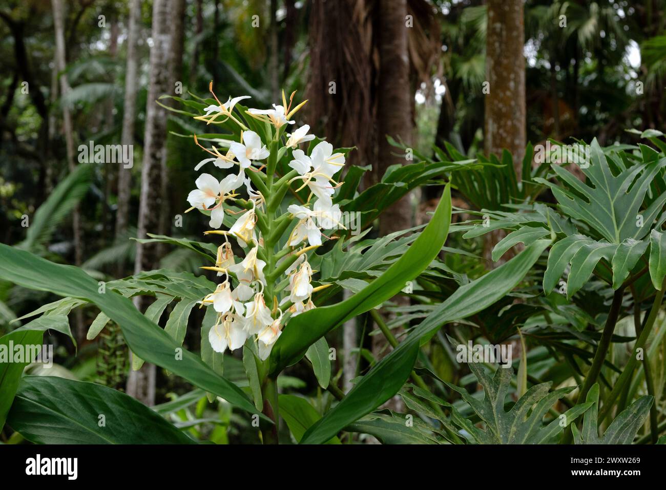 Hedychium coronarium, the white garland-lily or white ginger lily Stock Photo