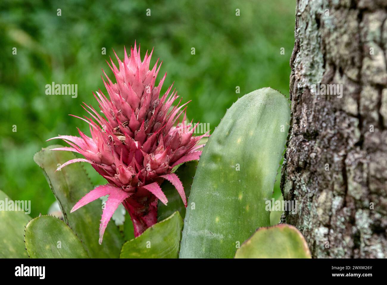 Urnplant or Aechmea fasciata Stock Photo