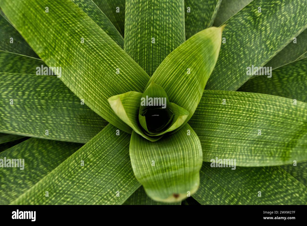 Vriesea gigantea Stock Photo
