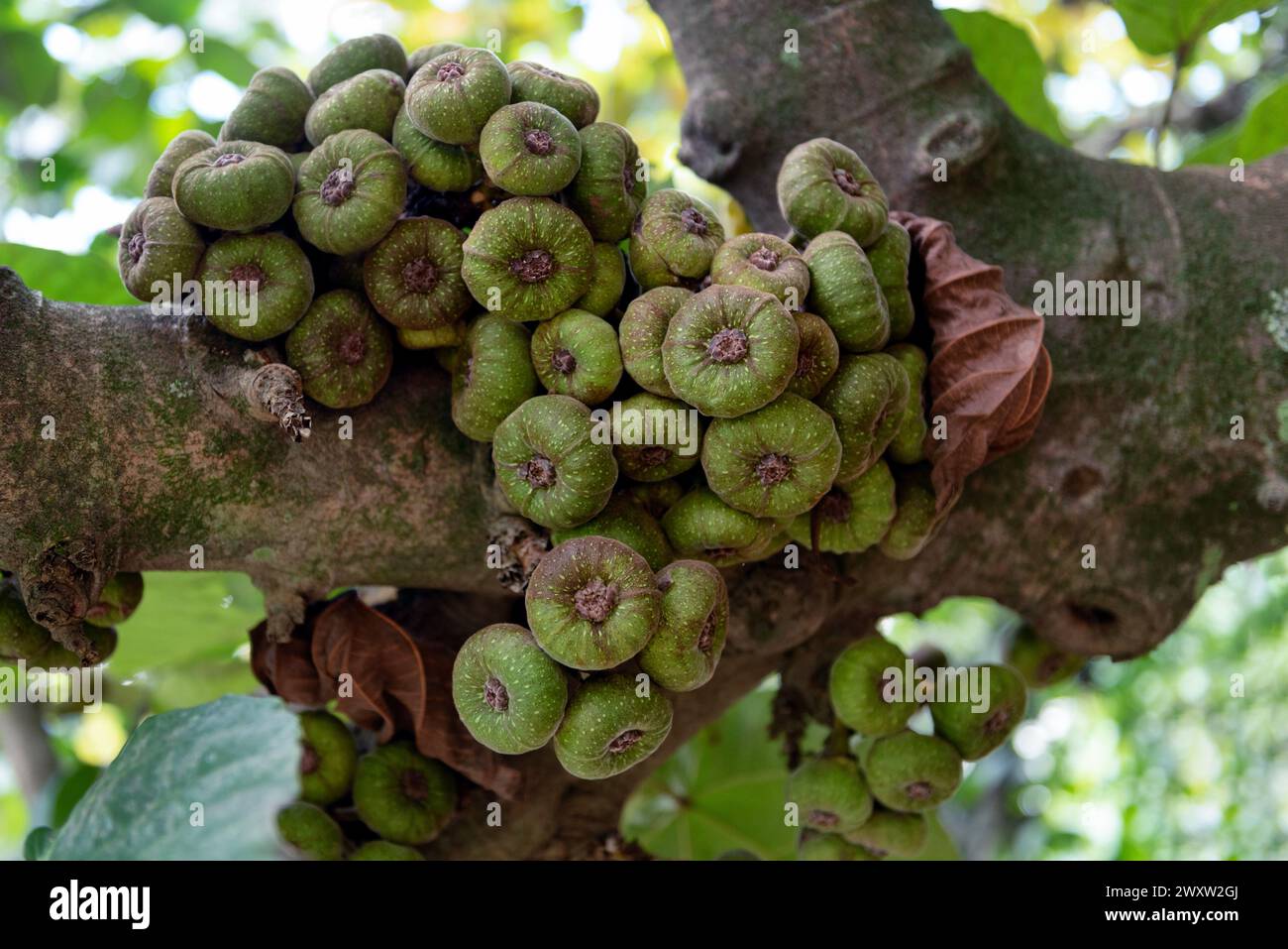 Fig tree, Ficus auriculata Stock Photo