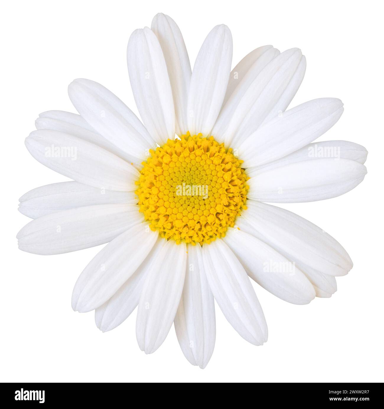 Beautiful white Daisy (Marguerite) isolated on white background, including clipping path. Germany Stock Photo