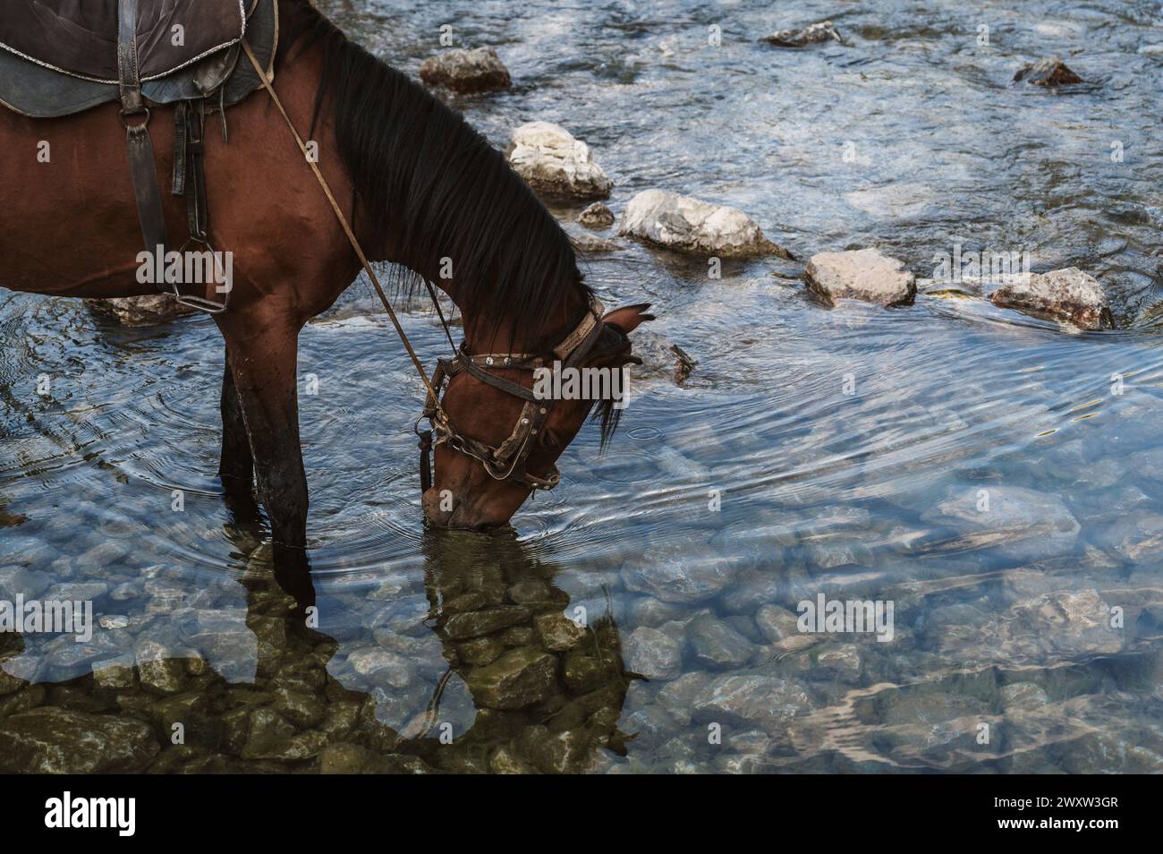 Stallion Streams horse stallion drinks water from a clear river stream in summer Stock ...