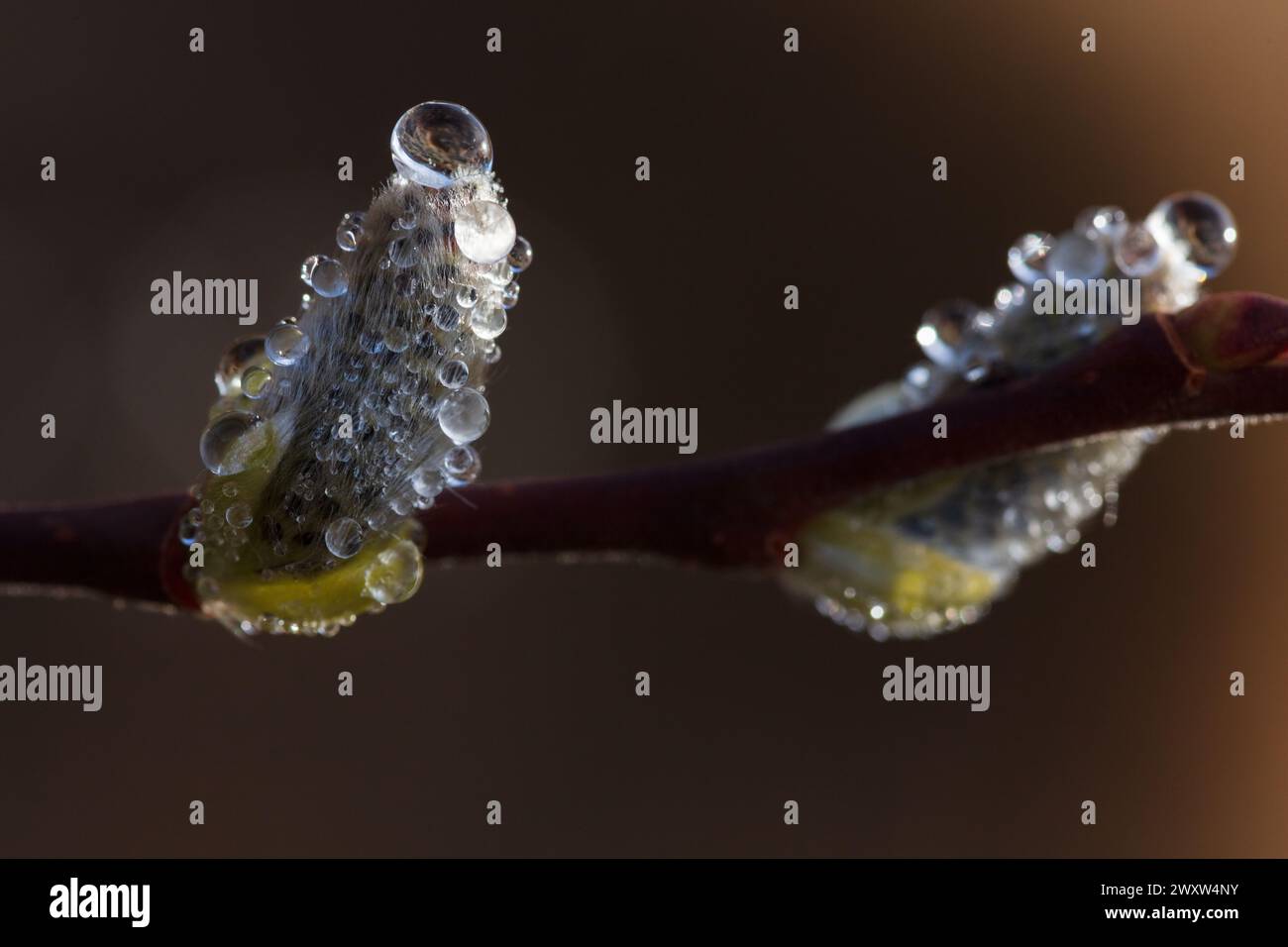As the frost melts water droplets form on the hairy buds of the native fruit trees in the Cairngorm National Park, Scotland, Spring Stock Photo