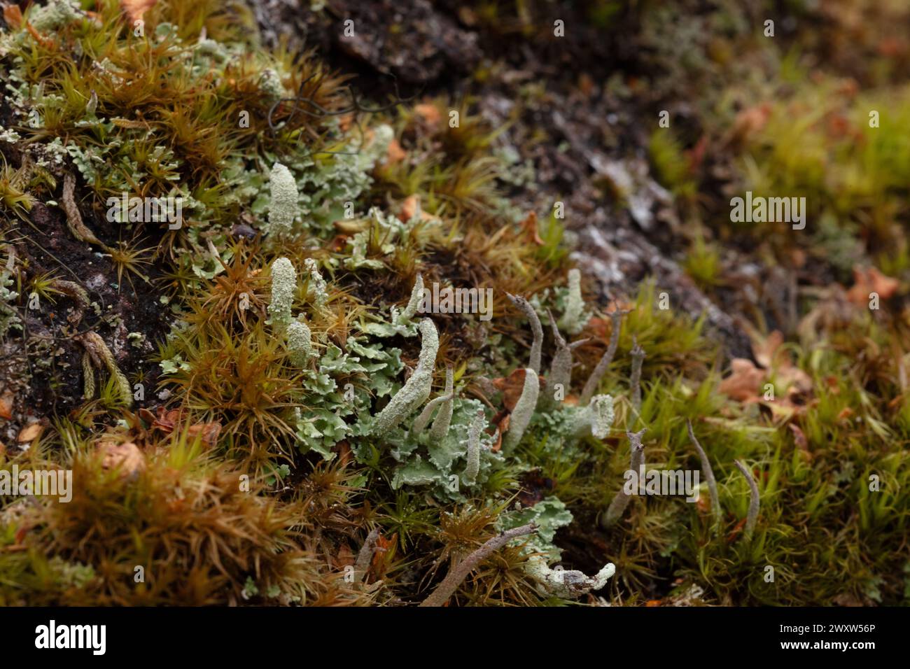 Colonies of the common moss-like lichen Cladonia found frequently in the Scottish Highlands and providing a food for reindeer (small Scottish pop.) Stock Photo