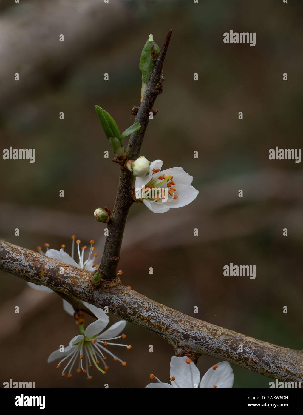 Blackthorn flowers and buds during Springtime in English woodland. Stock Photo