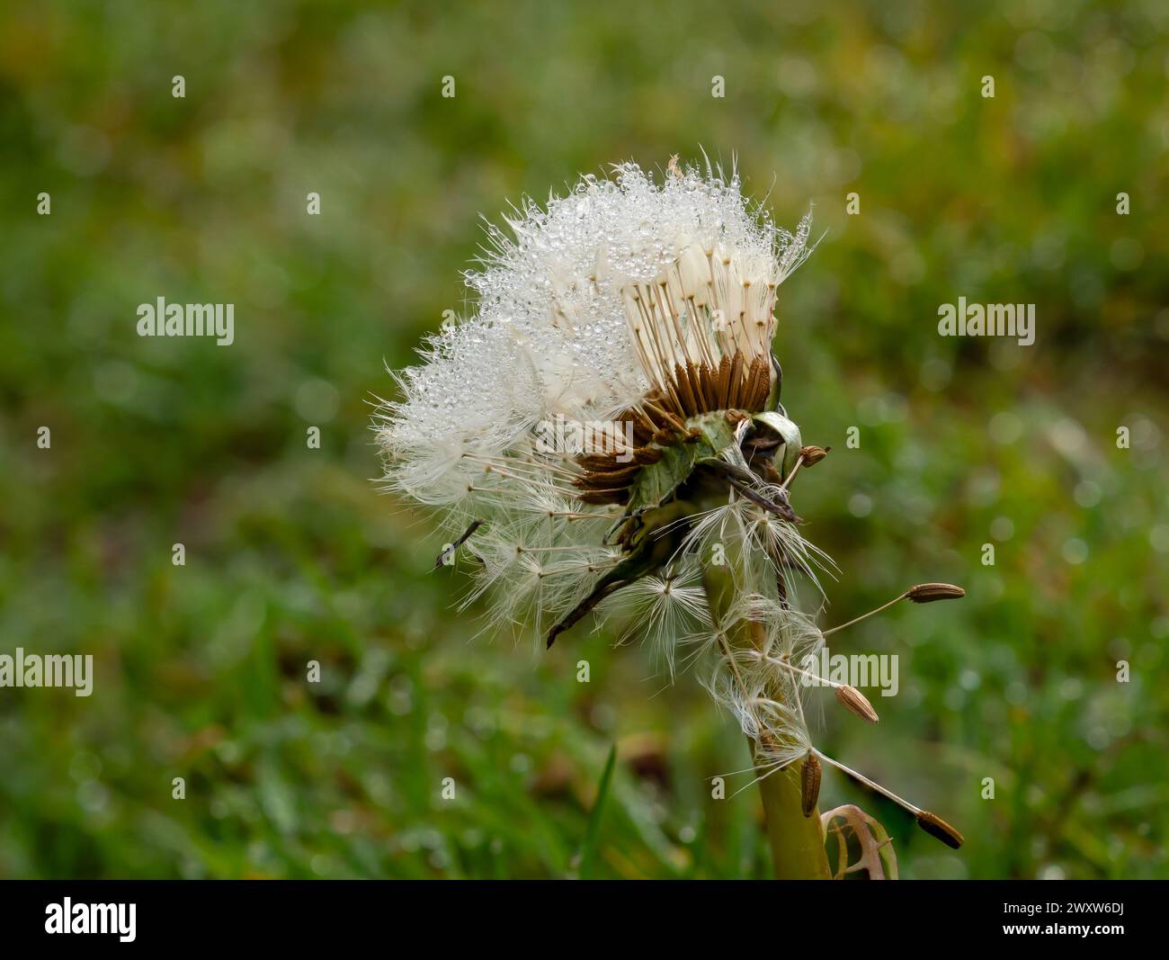 Common Dandelion seedhead with seeds covered in dew droplets. Stock Photo
