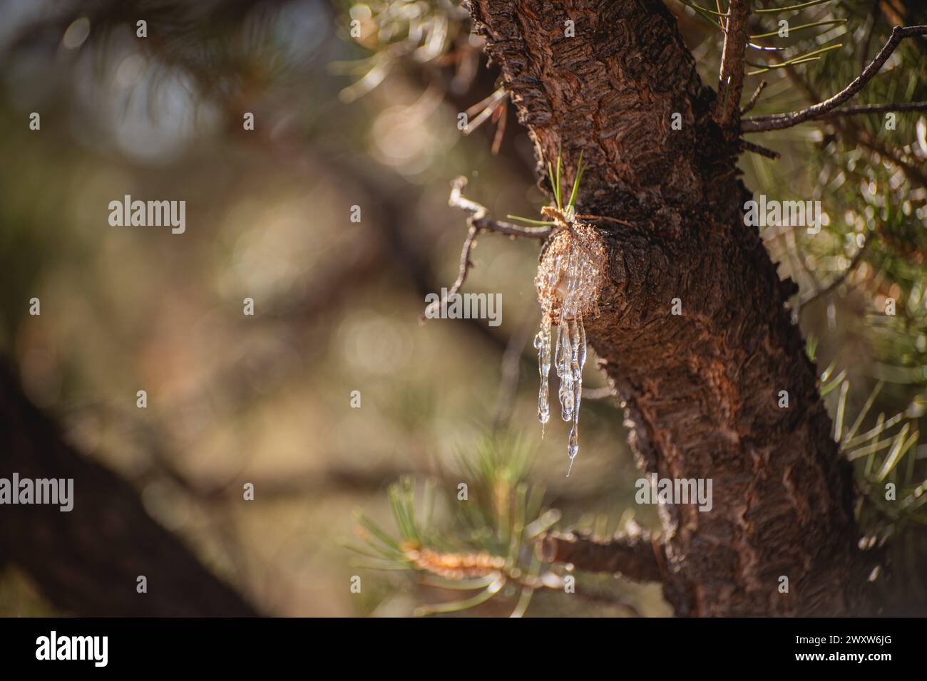 Sap leaking from a cut pine tree branch Stock Photo - Alamy