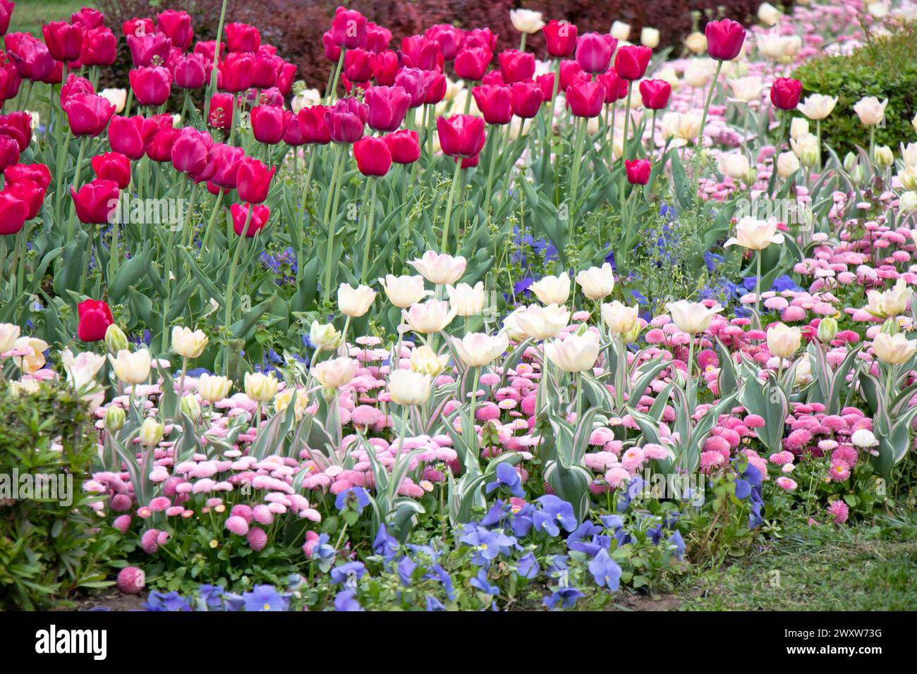Spring flowers layout in public garden with tulips Stock Photo