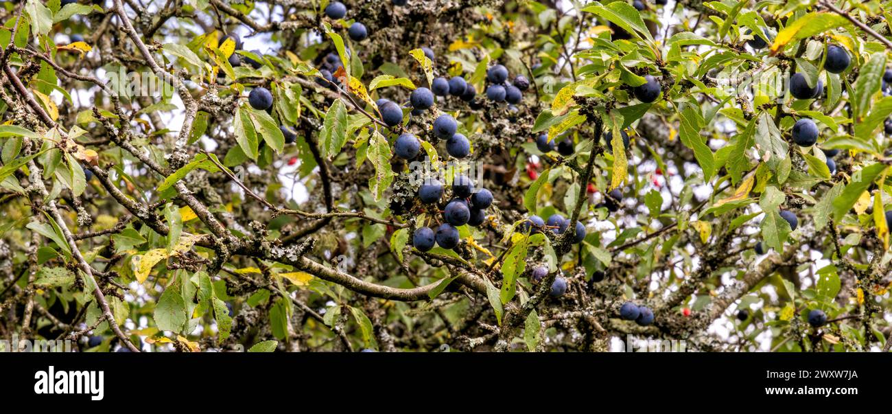 Sloe berries on blackthorn bush growing in the hedgerow, England, United Kingdom Stock Photo