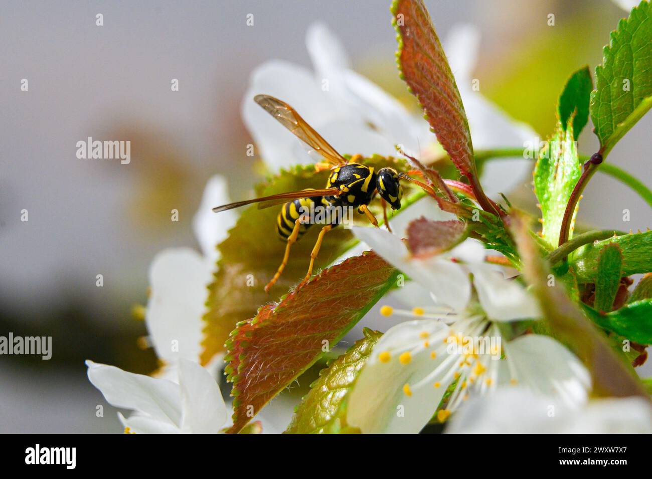 Wasp on a cherry blossom Stock Photo