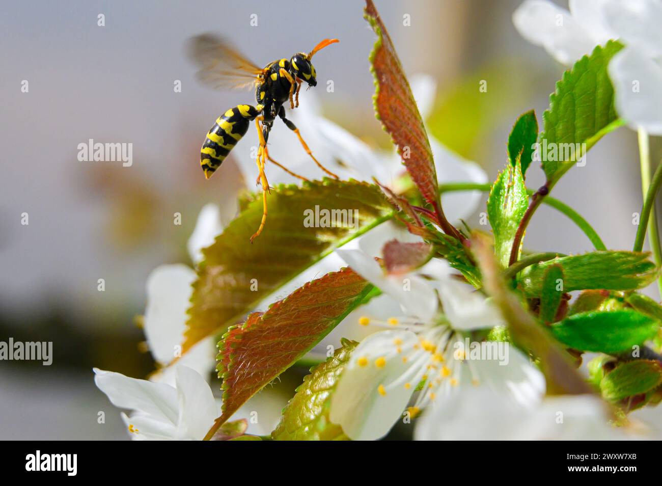 Wasp on a cherry blossom Stock Photo