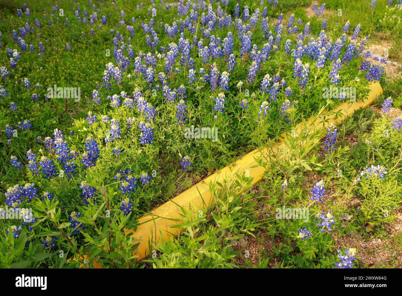 Vibrant bluebonnets are flourishing along a yellow-painted curb and parking lot amidst a green field and roadside patch of wildflowers. Stock Photo
