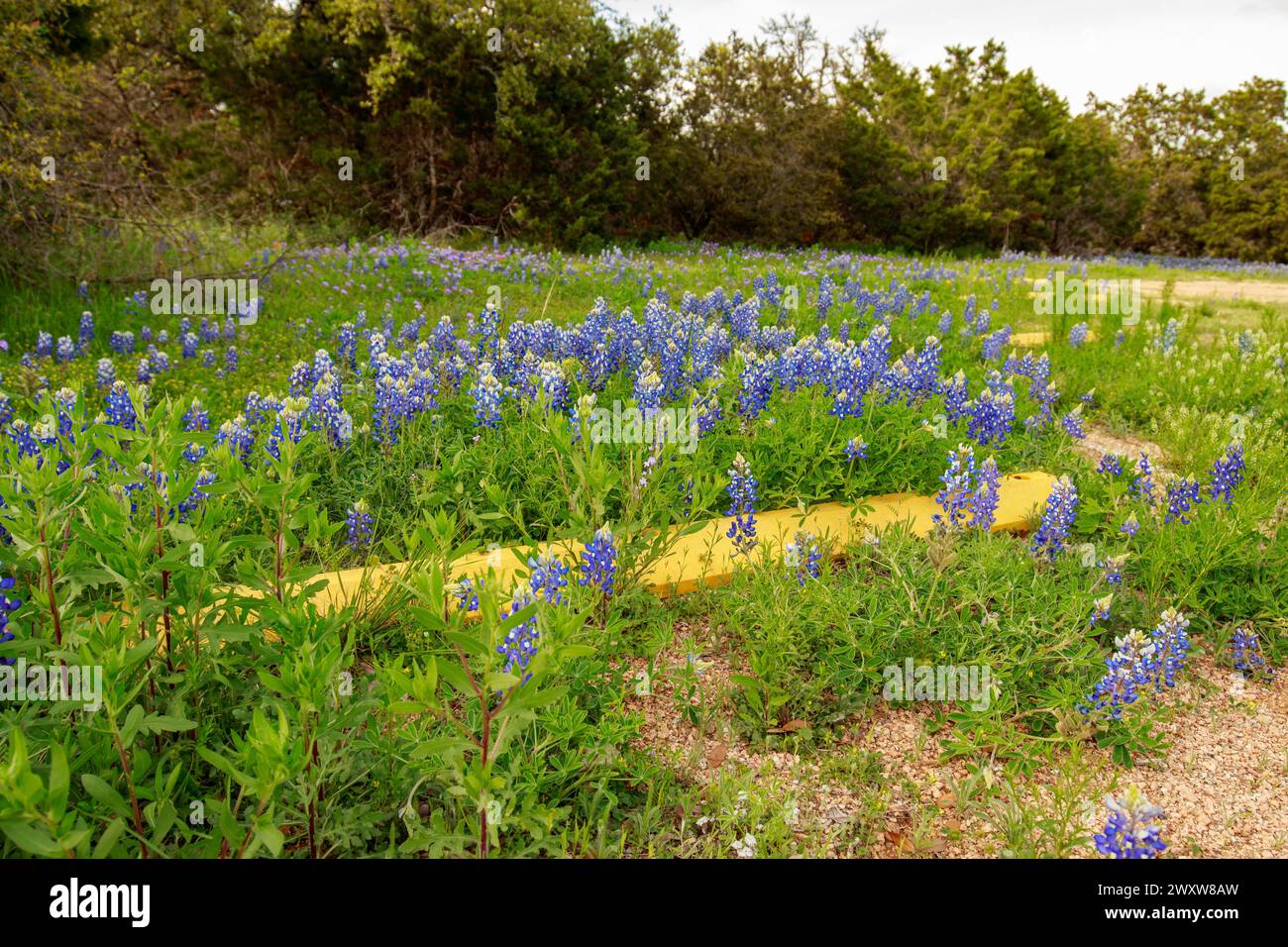 Vibrant bluebonnets are flourishing along a yellow-painted curb and parking lot amidst a green field and roadside patch of wildflowers Stock Photo