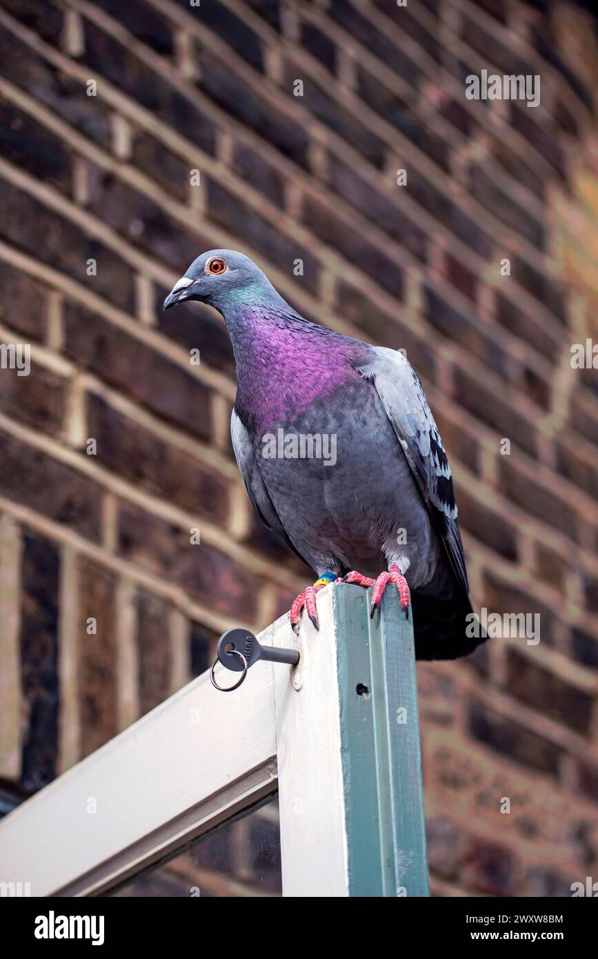 Key pigeon hi-res stock photography and images - Alamy