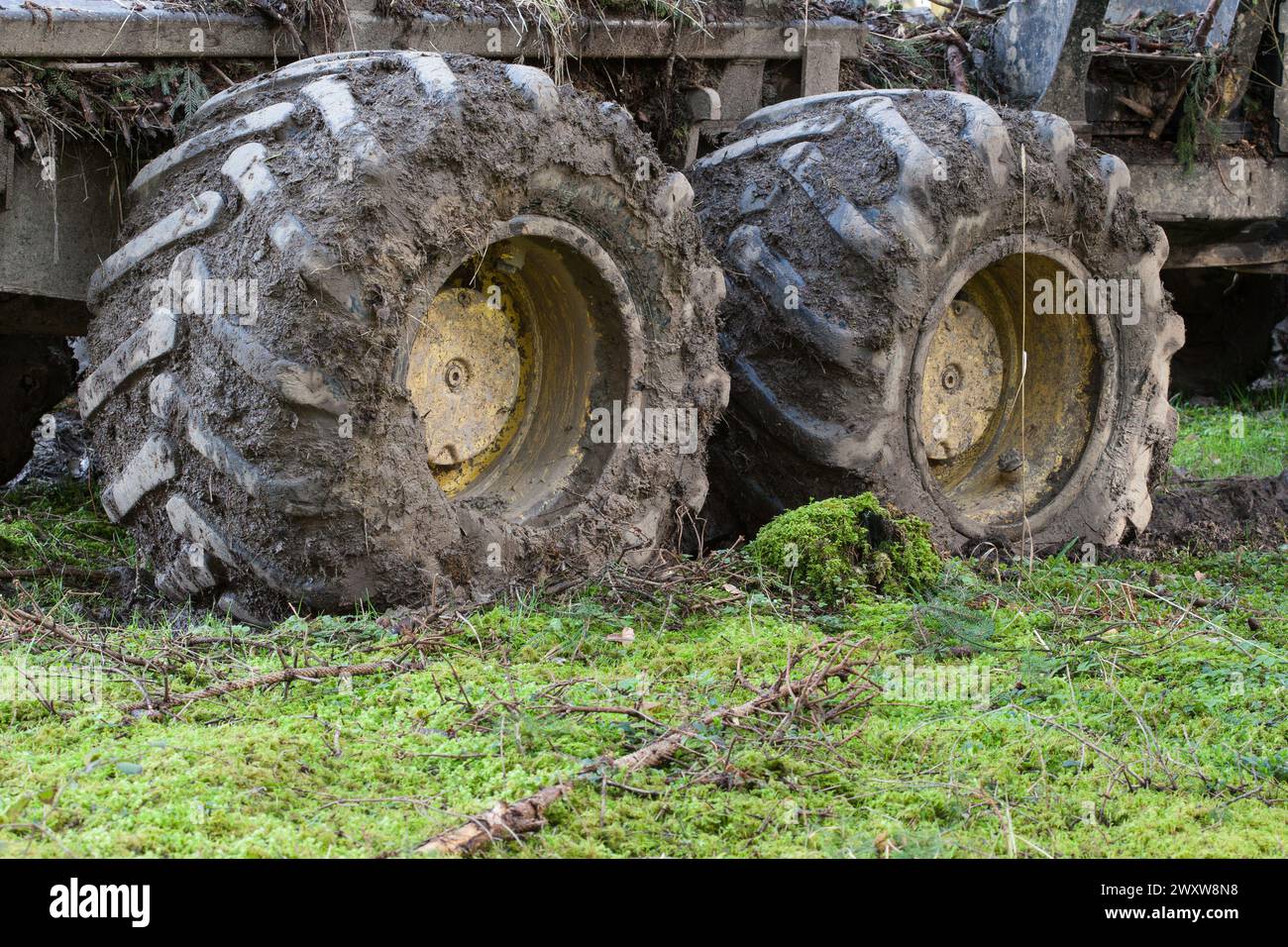 Deeply sunken tires reveal the impact of heavy forestry machinery on forest soil. Soil disturbance due to compaction is undeniable. Stock Photo