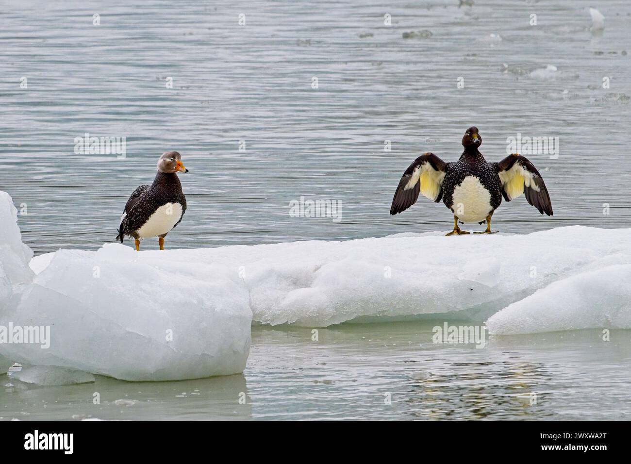 Subpolar rainforest hires stock photography and images Alamy