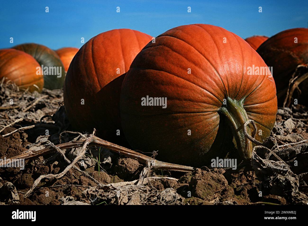 Pumpkins on the field Stock Photo