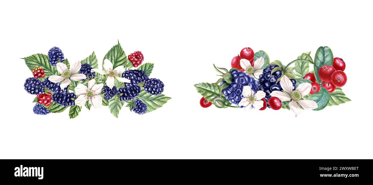 Bouquet with fresh blackberry and lingonberry. Red, black berries, flowers, buds on branch with leaves. Dewberry, bramble, cowberry. Stock Photo