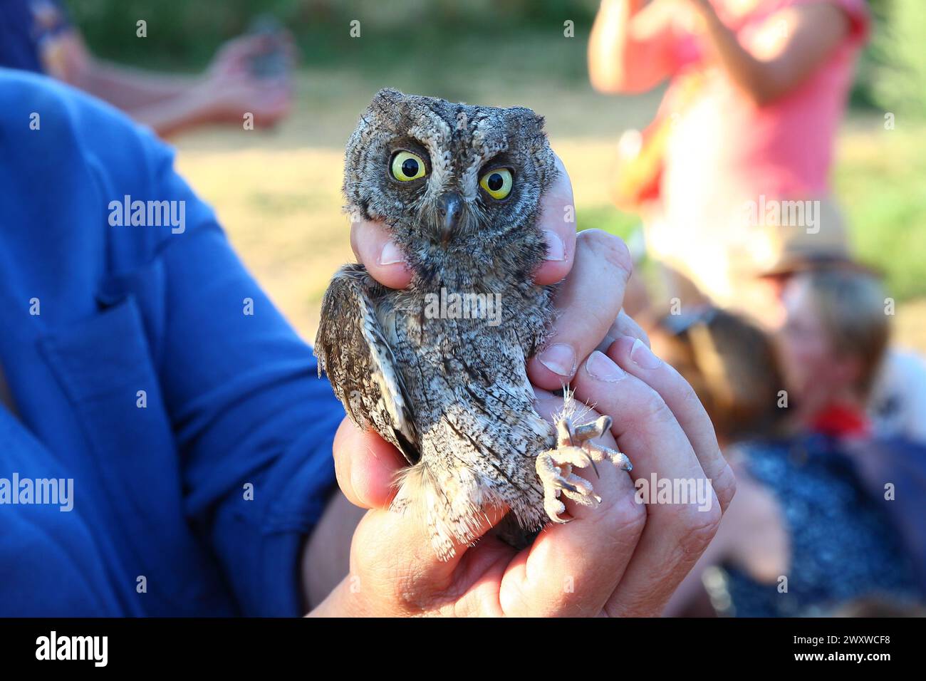 A scops owl about to be released fixes the photographer's lens with its round, yellow eyes (August, Le Caylar, Hérault, France) Stock Photo