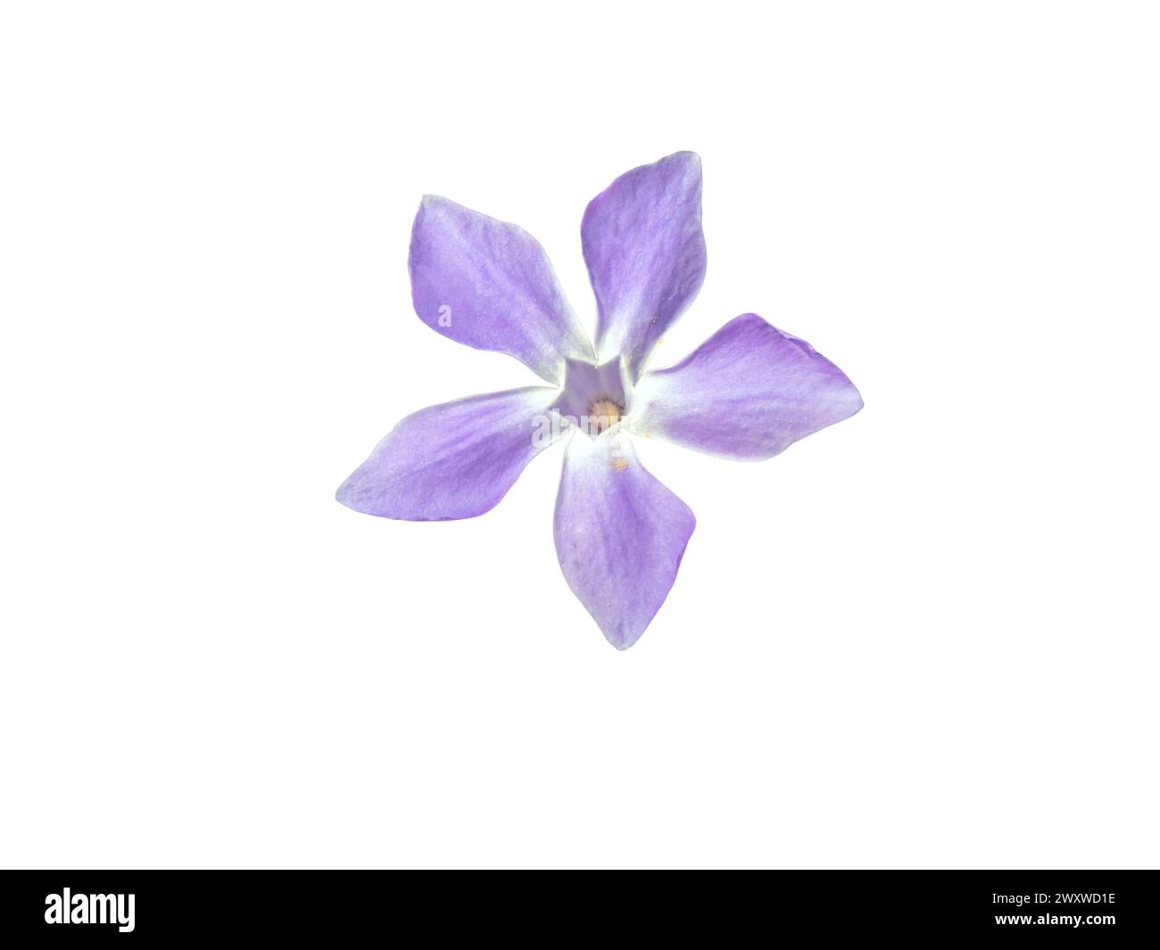 Periwinkle flower closeup isolated on white. Purple blue bloom of vinca plant. Stock Photo