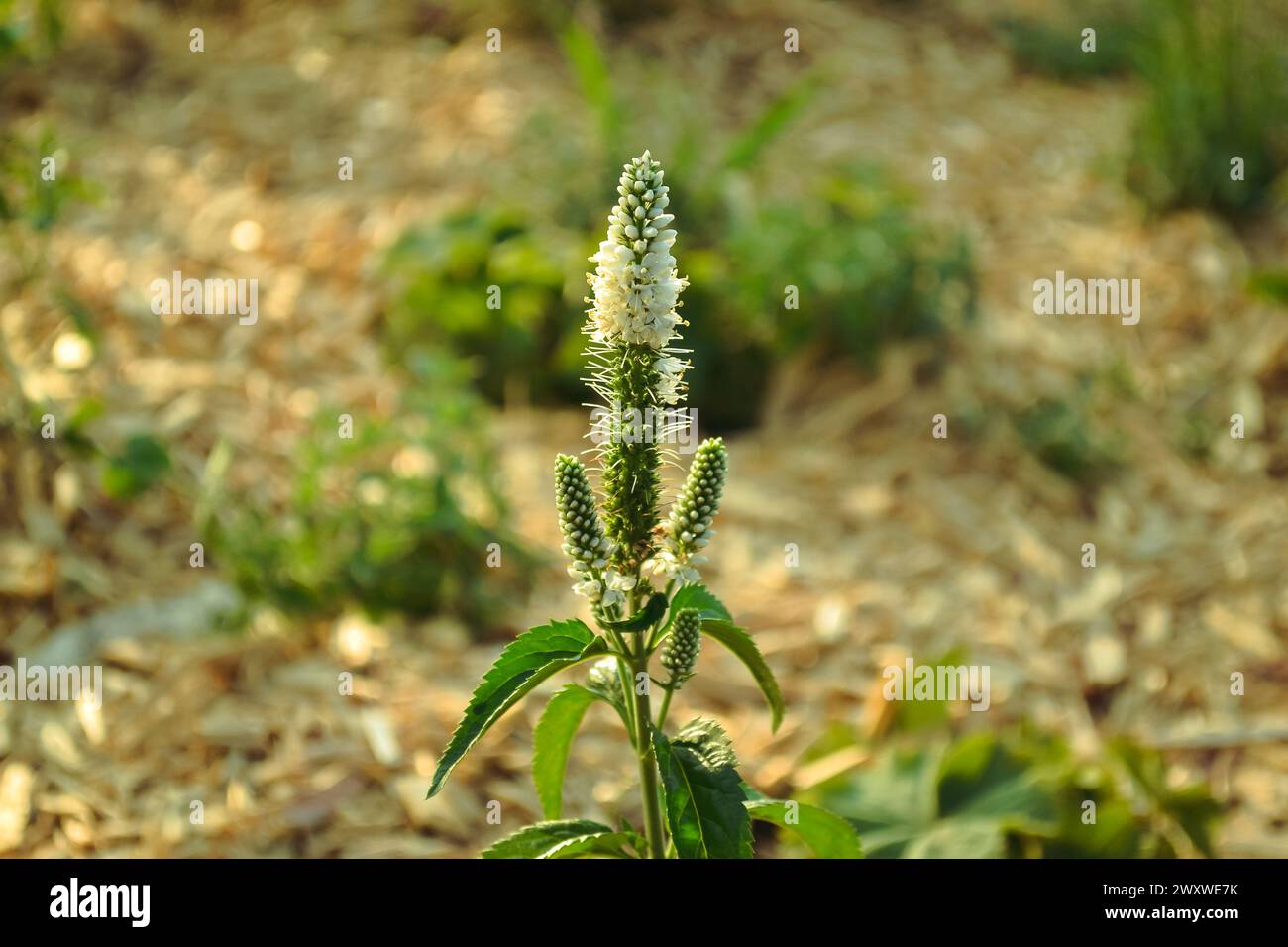 Veronica longifolia plant with white flowers and green leaves close-up against the background of green grass patches in bokeh Stock Photo
