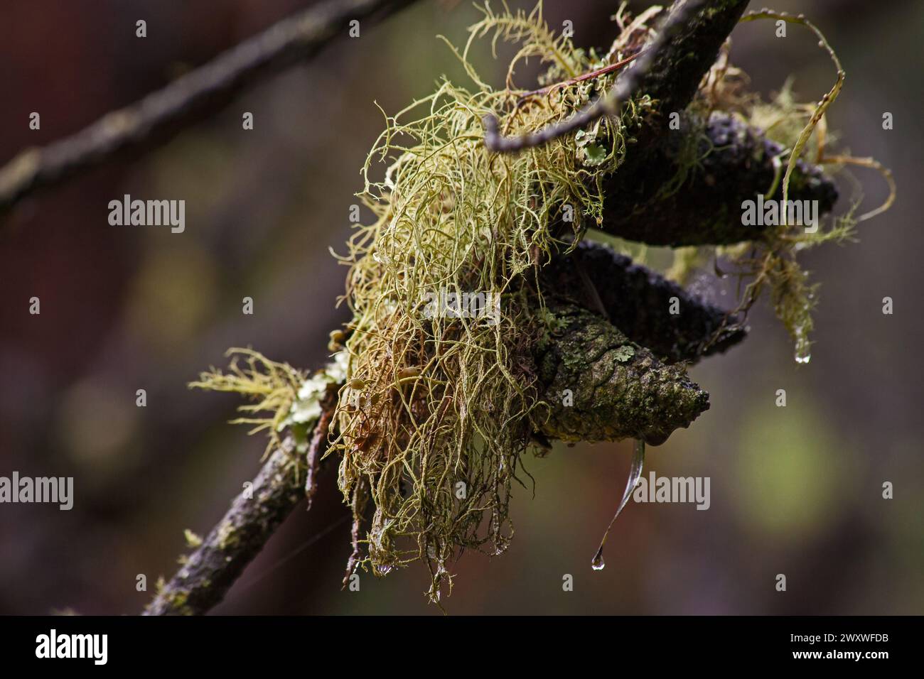 Old mans beard Usnea lichen 14055 Stock Photo