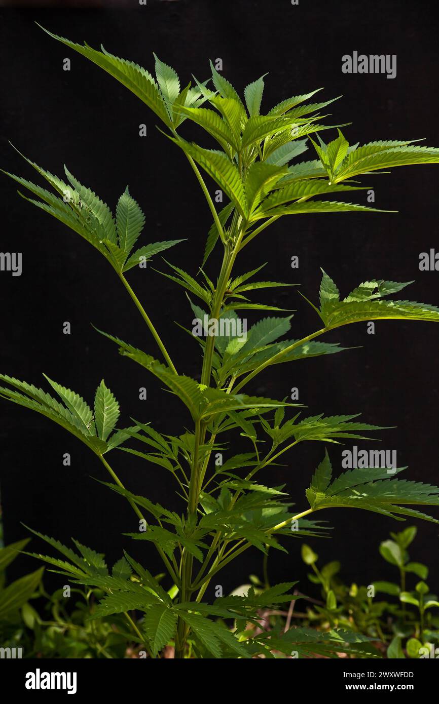 Wild Cannabis sativa 15908 Stock Photo