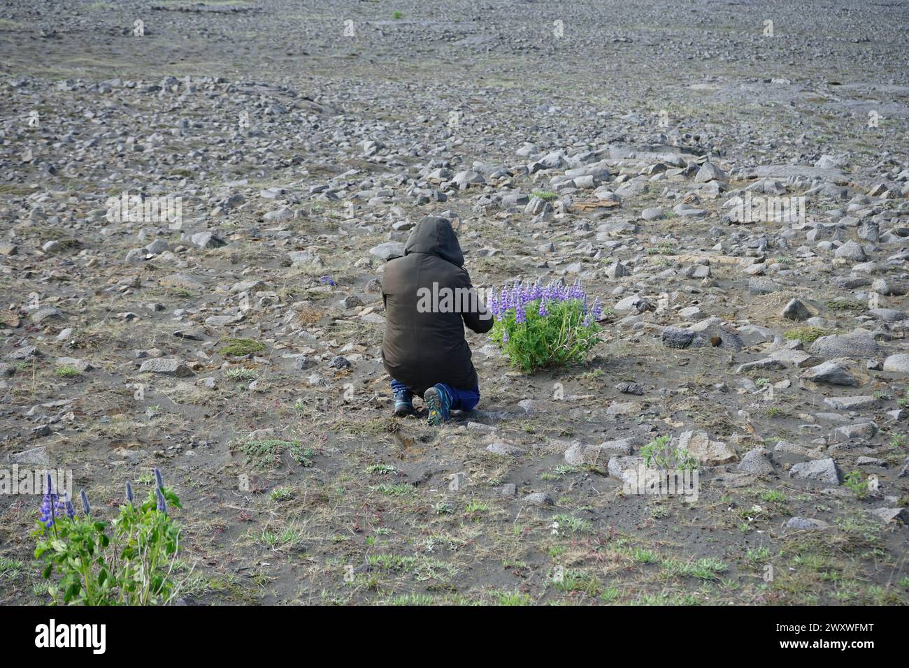A photographer woman knelling and taking pictures of a purple lupine bush at a deserted lava field in south Iceland Stock Photo