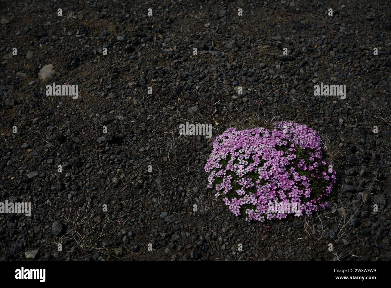 A pink flower bush contrast with the black volcanic soil in Iceland Stock Photo