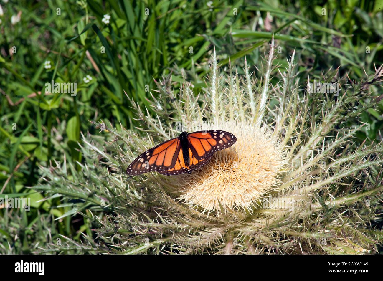 Migrating Monarch Butterfly on a Bull Thistle in a green pasture in spring in Texas. Stock Photo