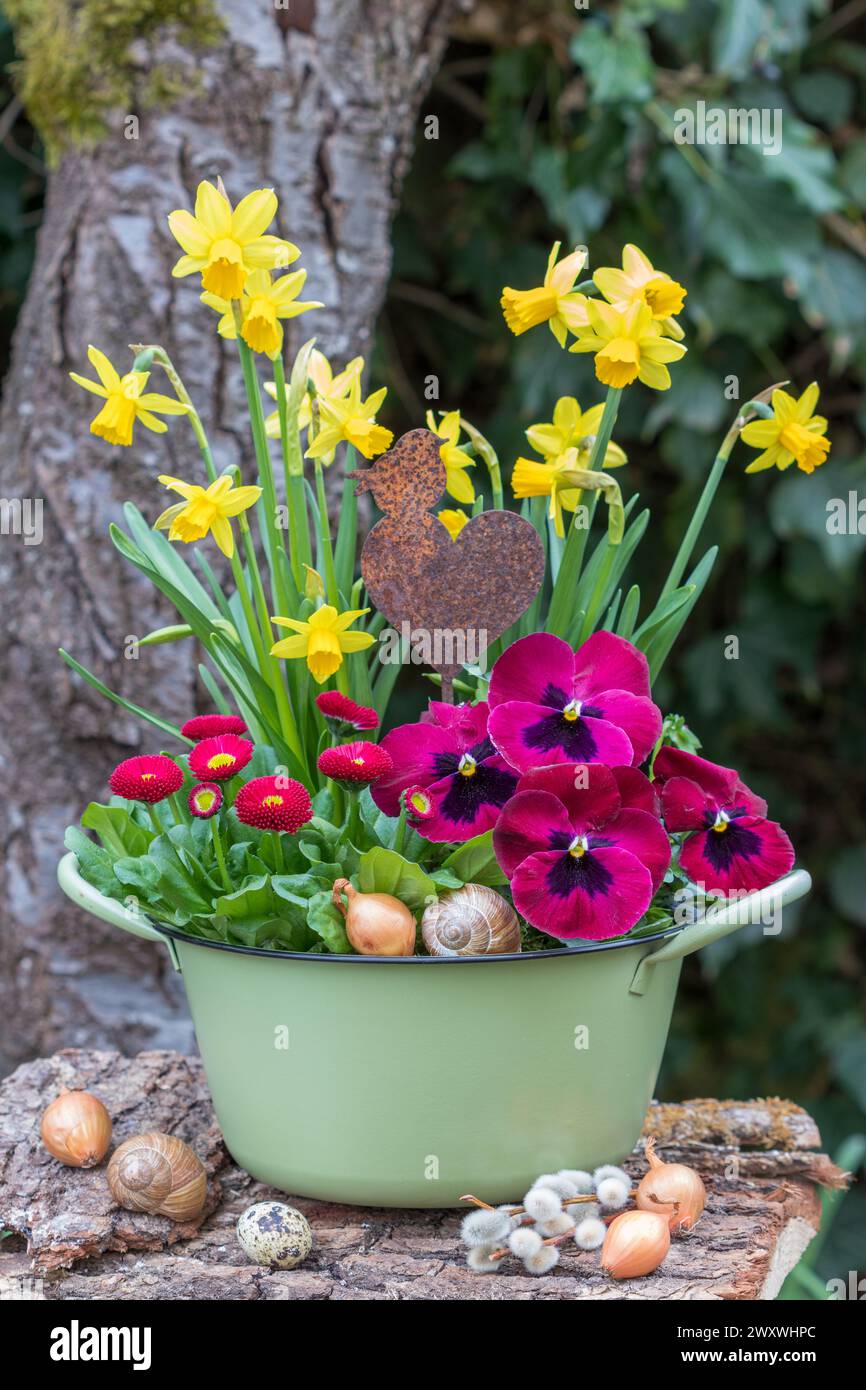 red viola flower, bellis perennis and yellow narcissus in a vintage pot in garden Stock Photo