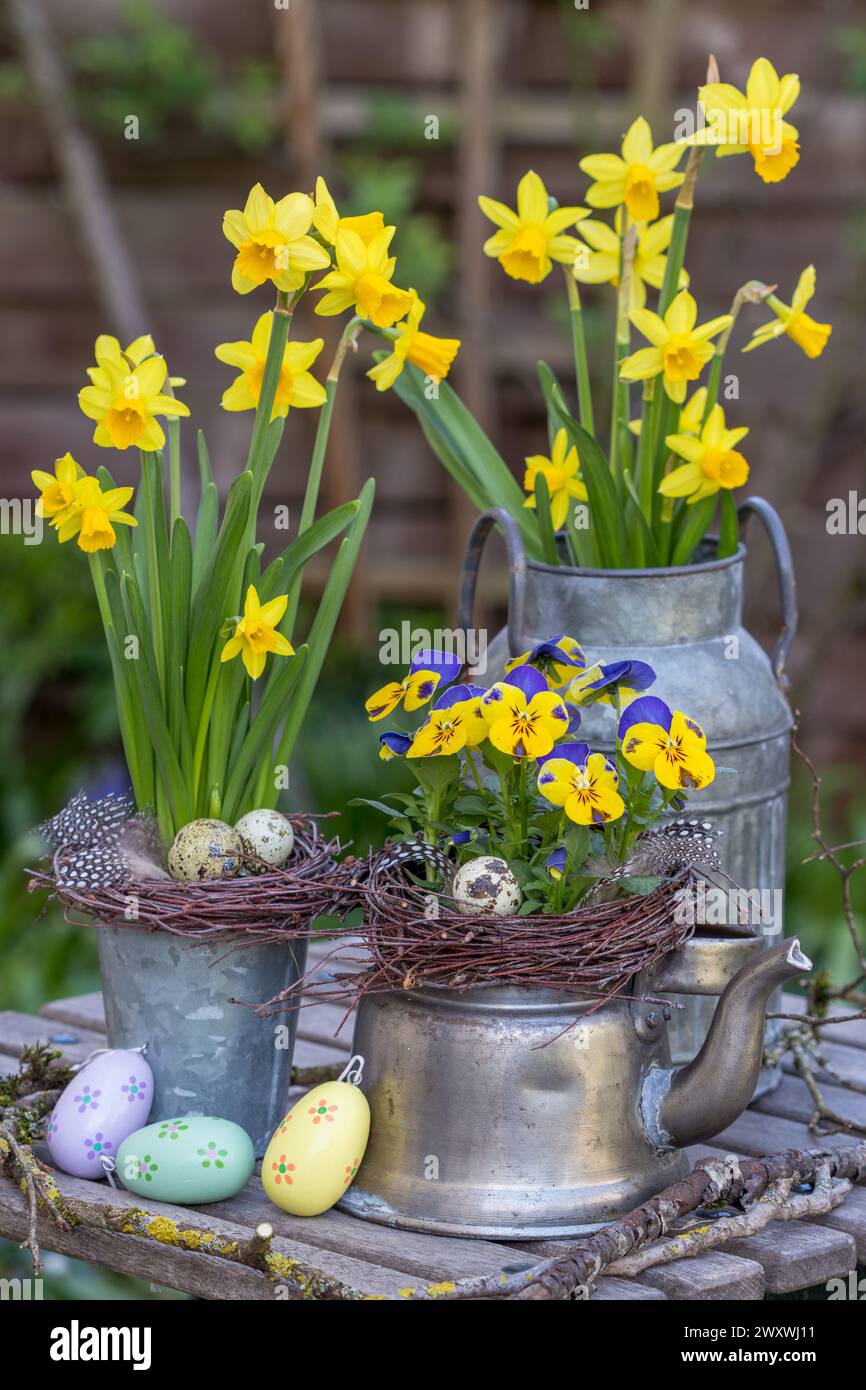 spring garden arrangement with viola flower in vintage tea pot and narcissus flowers in zinc pots Stock Photo