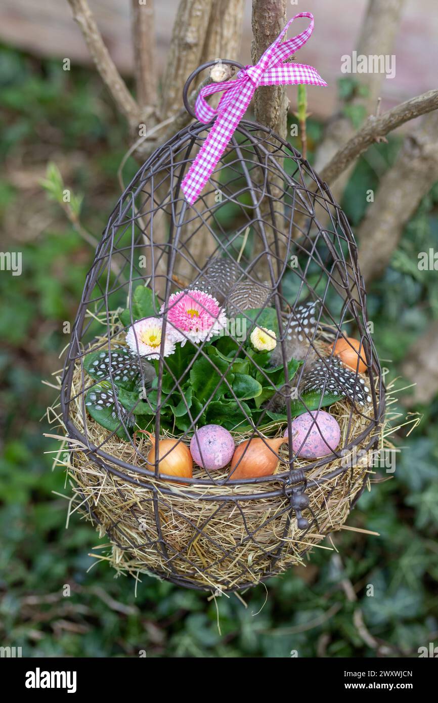 pink bellis perennis in an egg basket hanging in garden Stock Photo